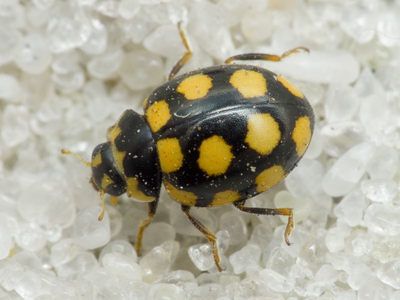 Coccinula quatuordecimpustulata (Linnaeus, 1758)